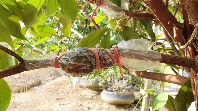 Grafting rose apple tree branch, plant cultivation