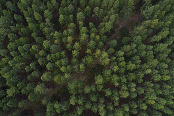 istock Fire tree, christmas trees view from above in a Nordic forest 1455134656