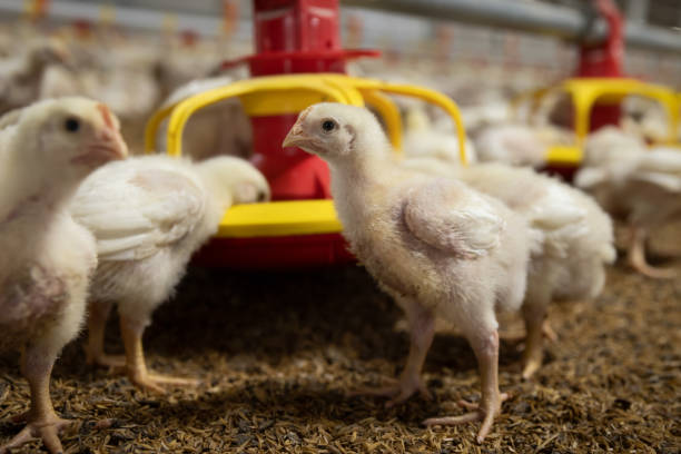 istock Chicken automatic feeding in close farm, temperature and light control , Thailand. 1455135849