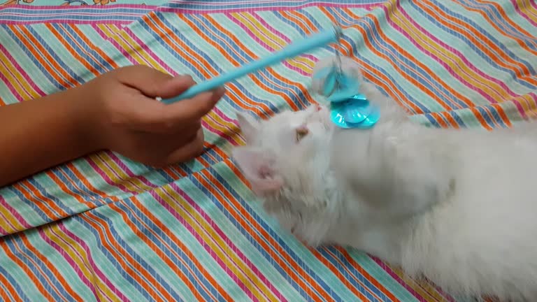 Pet owner playing with her Turkish Angora cat with toy on bed in a bedroom.