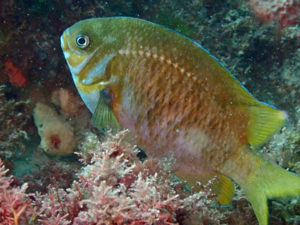 istock Victorian Scalyfin fish Port Phillip Bay 1455137845