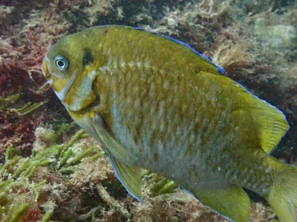istock Victorian Scalyfin fish Port Phillip Bay 1455137868