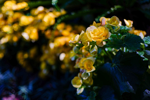 Close up shot, flower blooming season in garden, mini yellow rose.
