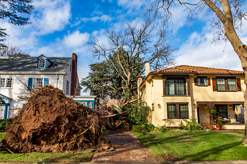 January 8, 2023 Sacramento, CA Storm Damage results.  Large tree fallen between 2 homes on 40th Street.