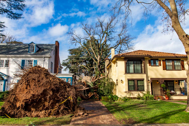 szkody spowodowane przez burzę w sacramento w styczniu: drzewo spadło między 2 domami - near miss” zdjęcia i obrazy z banku zdjęć