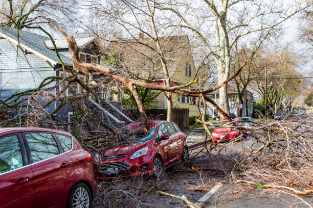 A branch from a fallen black locust tree pierced the windshield of a car after a severe storm