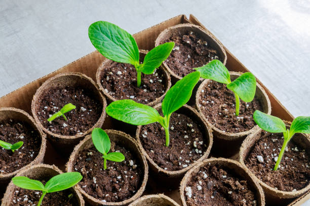 istock Zucchini seedlings growing in a pot. 1455145644
