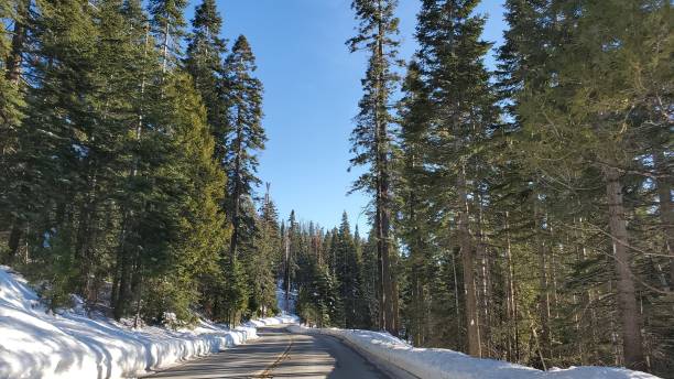 istock Trees and snow on side of the road 1455145872