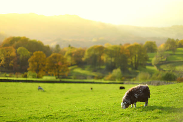緑の牧草地で放牧されている色とりどりの染料でマークされた羊。イギリスの緑豊かな牧草地で餌をやる大人の羊と子羊。 - herdwick sheep ストックフォトと画像