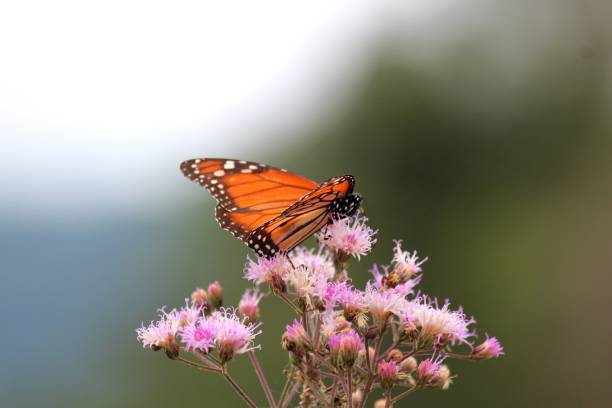 istock insect butterfly – rhopalocera 1455146793
