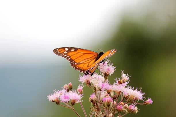 istock insect butterfly – rhopalocera 1455146815