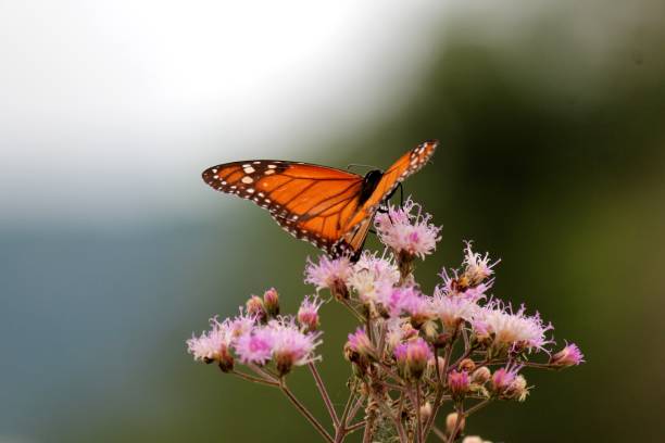 istock insect butterfly – rhopalocera 1455146824