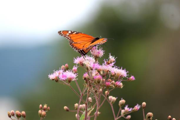 istock insect butterfly – rhopalocera 1455146831