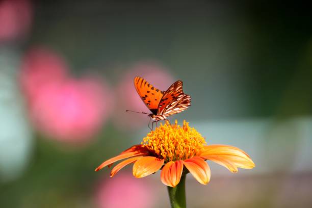 istock insect butterfly – rhopalocera 1455147860