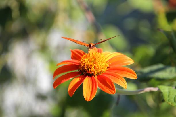 istock insect butterfly – rhopalocera 1455147897