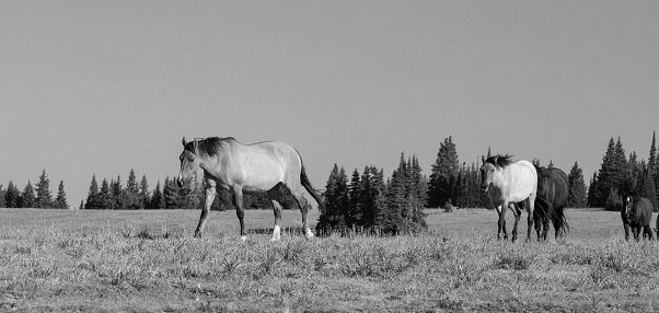 Beautiful wild brown horse stallion on summer flower meadow, equine eating dark grass, horse stallion with long mane portrait in standing position, equine stallion outdoors, big horse equines