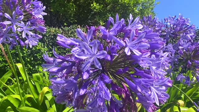 Summer Agapanthus Flowers