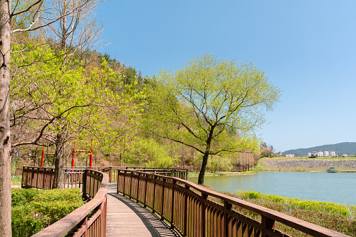 Green forest and wooden deck trail. Gijang Yongso Well-Being Park in Busan, Korea