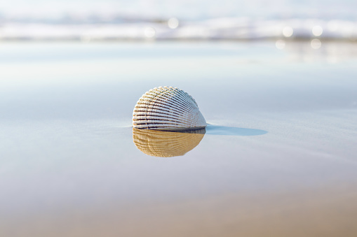 Seashell on the beach. Seascape background of empty sand beach, seashell, and blue ocean waves. Summer, vacation concept, copy space for the text