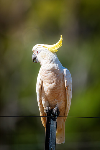 Sulphur Crested Cockatoo perched on a fence post