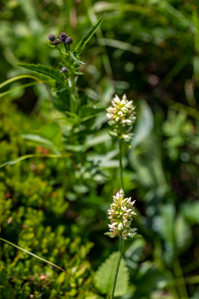 istock Betonica alopecuros flower growing in mountains 1455157319