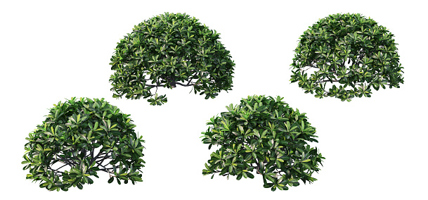 3d render Shrubs and flower on a white background
