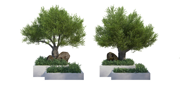 3D render tree in square pickup on white background