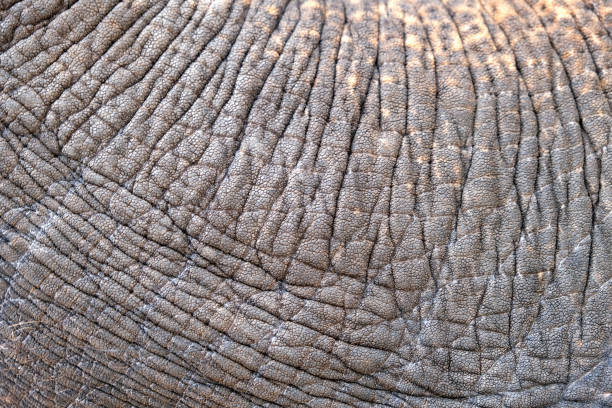 istock Close-up background pattern of Asian elephant skin 1455160352
