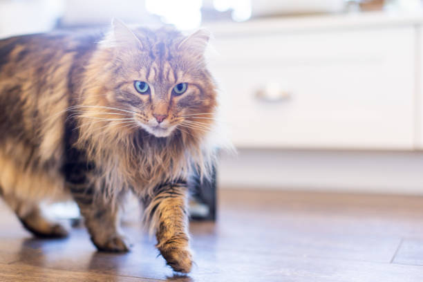 istock A brown tabby longhair cat is walking toward the camera 1455162053
