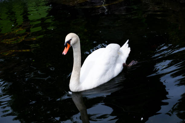 istock White swans swimming in the lake. 1455168924