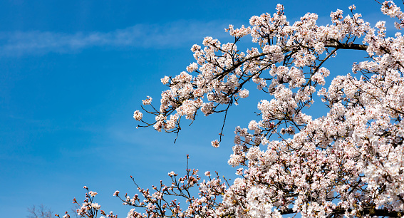 Cherry blossom in blue sky