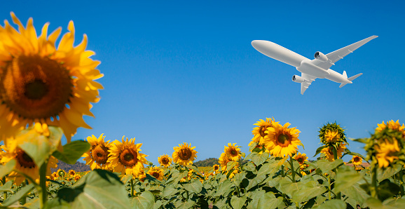 airplane flying on a sunflower field.summer travel destination