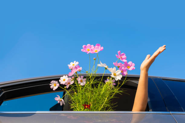 ピンクのコスモスの花と車の窓から突き出た女性の手。女性はガーデニングのために花を購入し、バレンタインデーに飾って、明るい一日、青い空、そして成功を願っています。 - single flower bouquet flower holidays and celebrations ストックフォトと画像