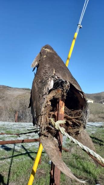 istock Fish head on the fence 1455171046