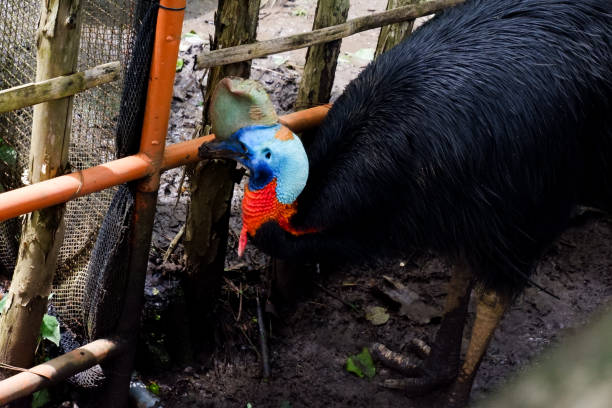 istock Selective focus of cassowary birds standing in their cages. 1455171307