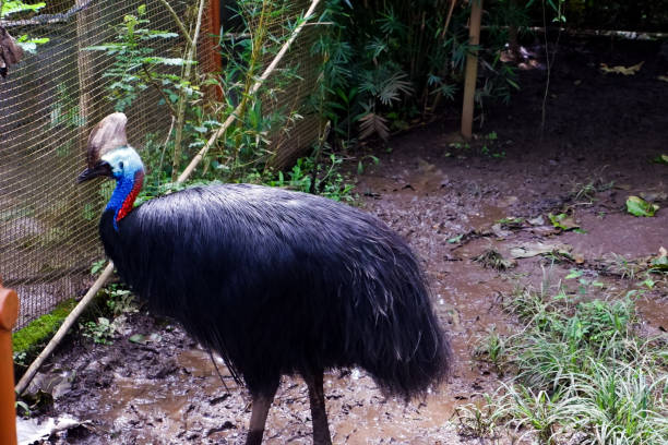 istock Selective focus of cassowary birds standing in their cages. 1455171312