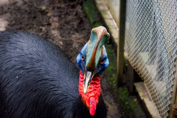 Selective focus of cassowary birds standing in their cages.