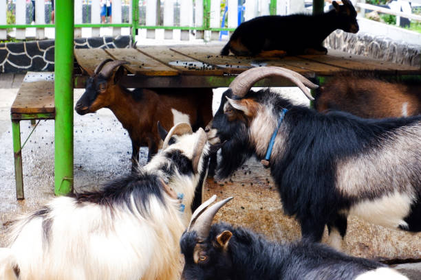 istock Selective focus of Garut sheep who are standing in their pens. 1455171893