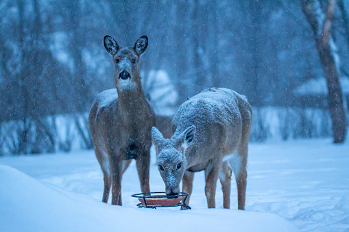This image shows a pair of white-tailed deer feeding at a corn feeder during a blizzard on a frigid winter morning.