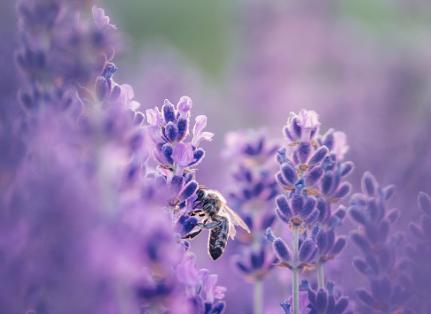 Macro of a common carder bee flying to a purple sage flower blossom