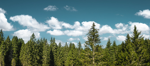 Aerial view on green pine forest with fluffy clouds. Panoramic view.