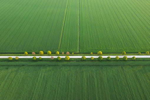 Aerial view on idyllic tree-lined country road through the wheat fields.