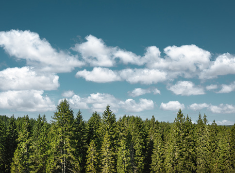 Aerial view on green pine forest with fluffy clouds.