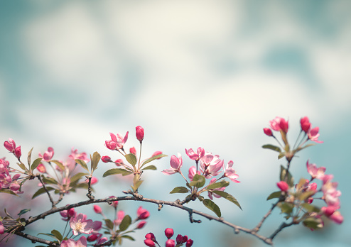 Spring background with blooming tree.