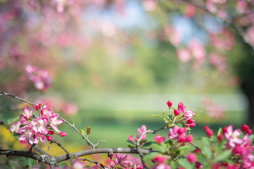 Spring background with blooming tree in a city park.