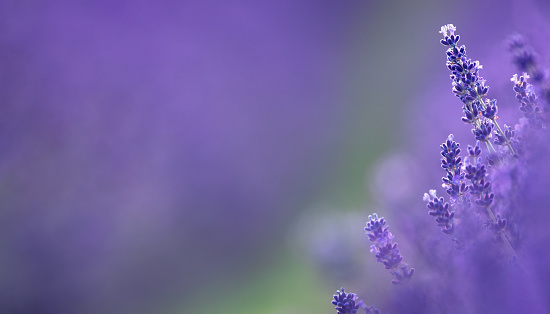 Lavender field in summer. Panoramic view.