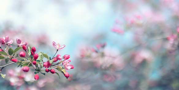 Spring background with blooming tree.