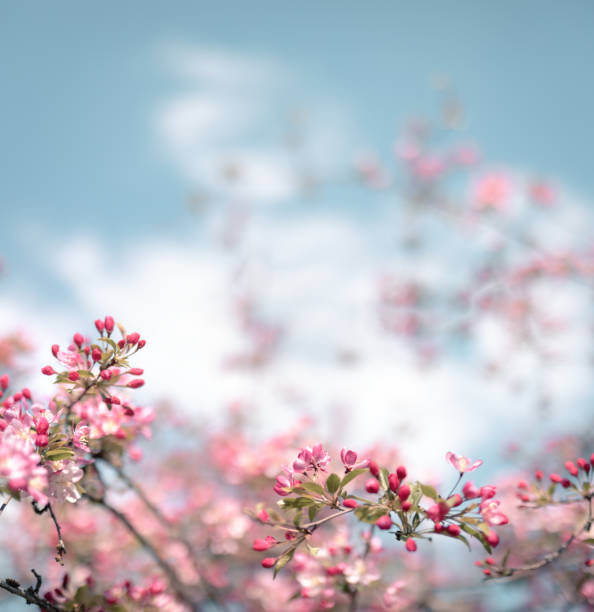 화려한 피는 나무 - spring vertical cherry blossom color image 뉴스 사진 이미지
