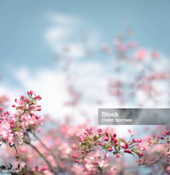 Colorful Blooming Tree Stock Photo - Download Image Now - Backgrounds, Beauty In Nature, Blossom