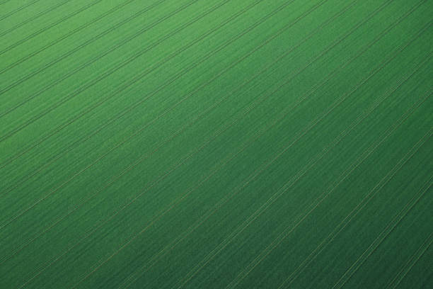 Aerial view on green wheat field in spring.